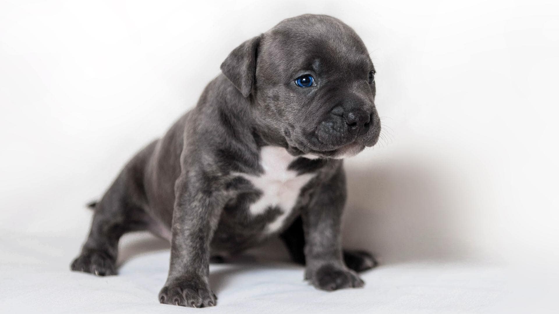 Pocket Bully (Also Called The Micro Bully) Complete Guide