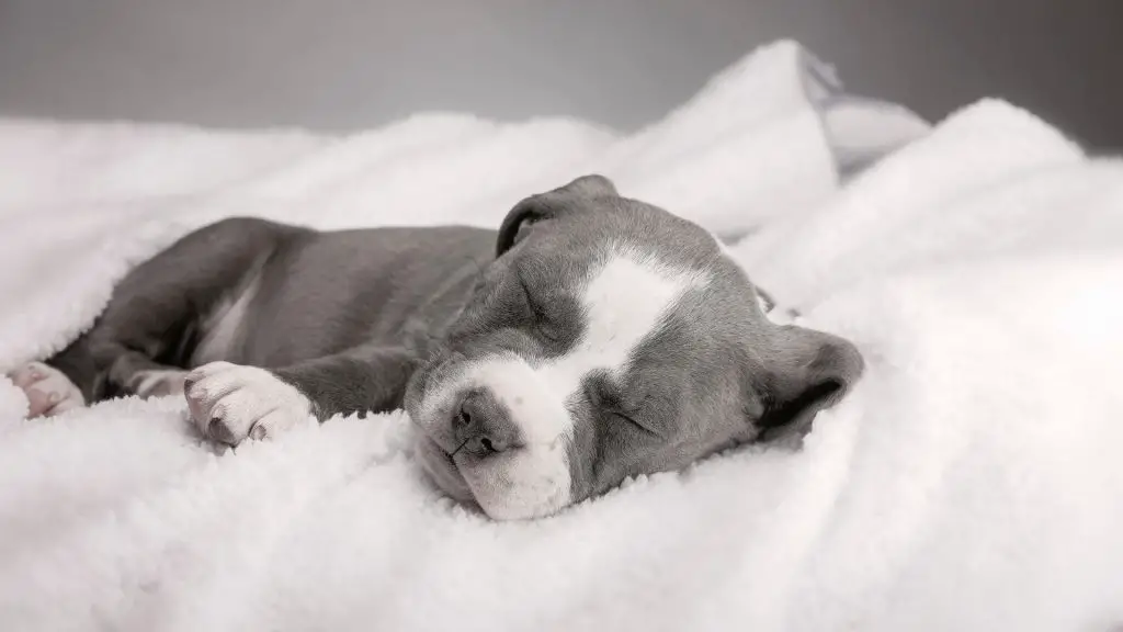 miniature pitbull puppy 