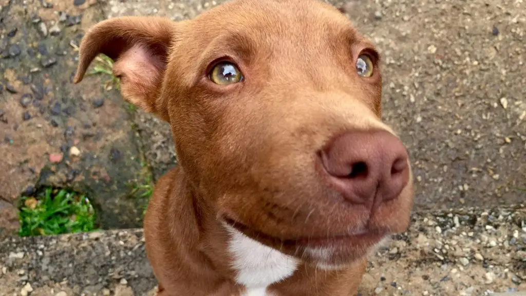 miniature pitbull