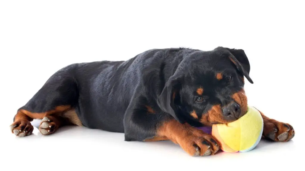 mixed breed puppy biting toy