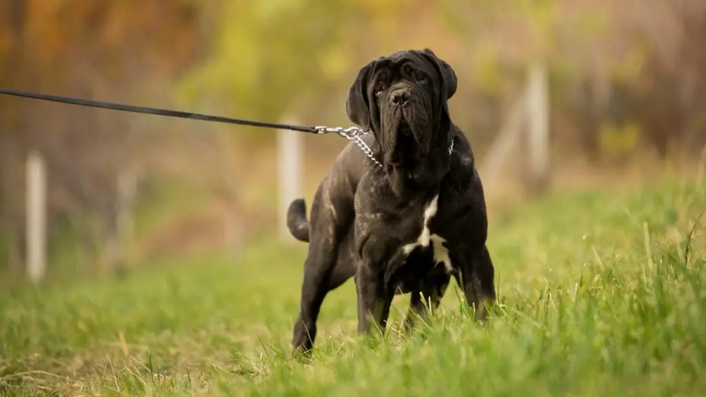 neopolitan mastiff cane corso mix