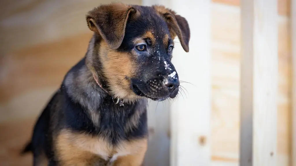 pit rot shepherd mix puppy