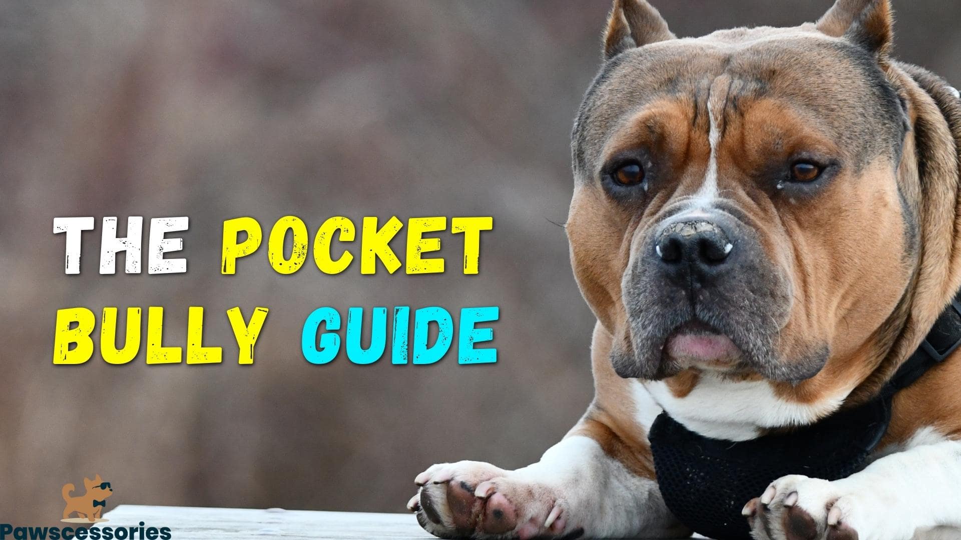 Pocket Bully (AKA The Micro Bully): All You Need To Know