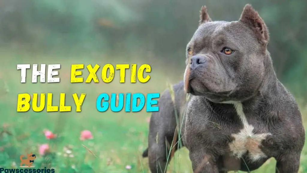 Exotic Bully Guide