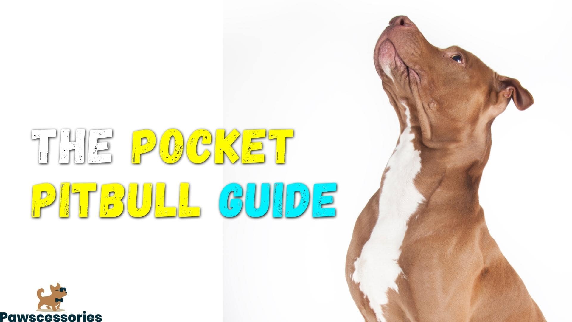 Pocket Pitbull (AKA The Mini Pitbull): All You Need To Know