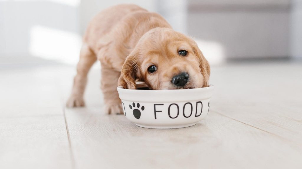 puppy eating a bowl of boiled chicken