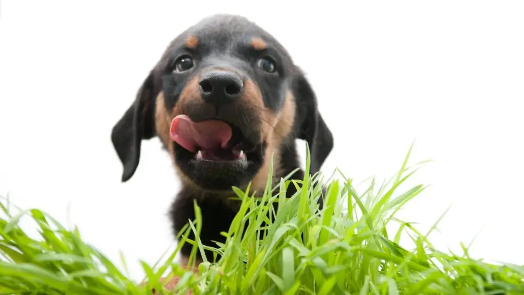 rottweiler german shepehrd puppy