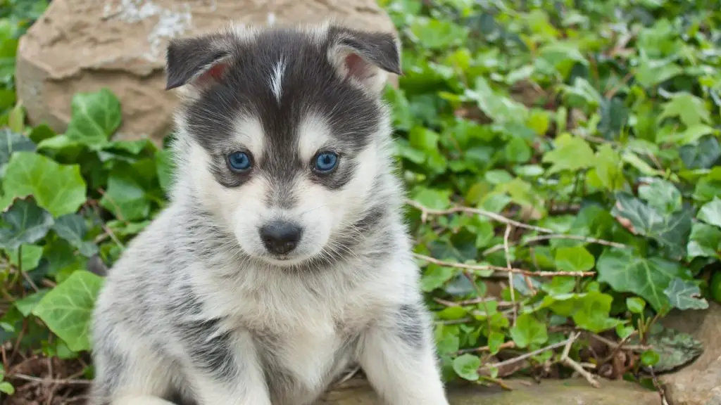 teacup pomsky