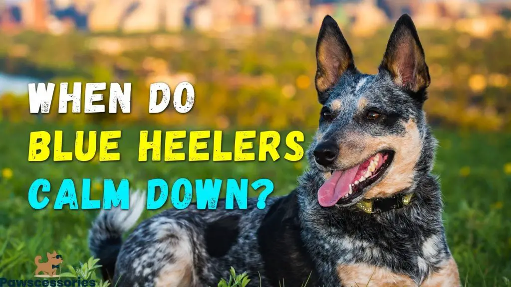 when do blue heelers calm down