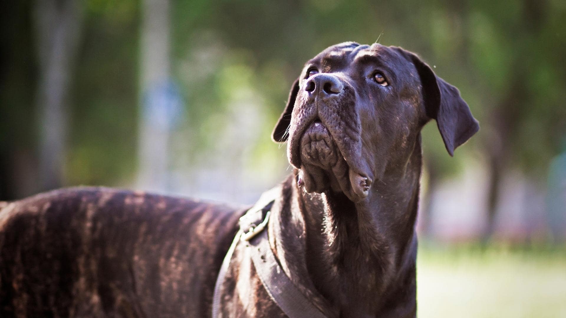 Cane Corso Colors: Common & Rare Coat Types Explained