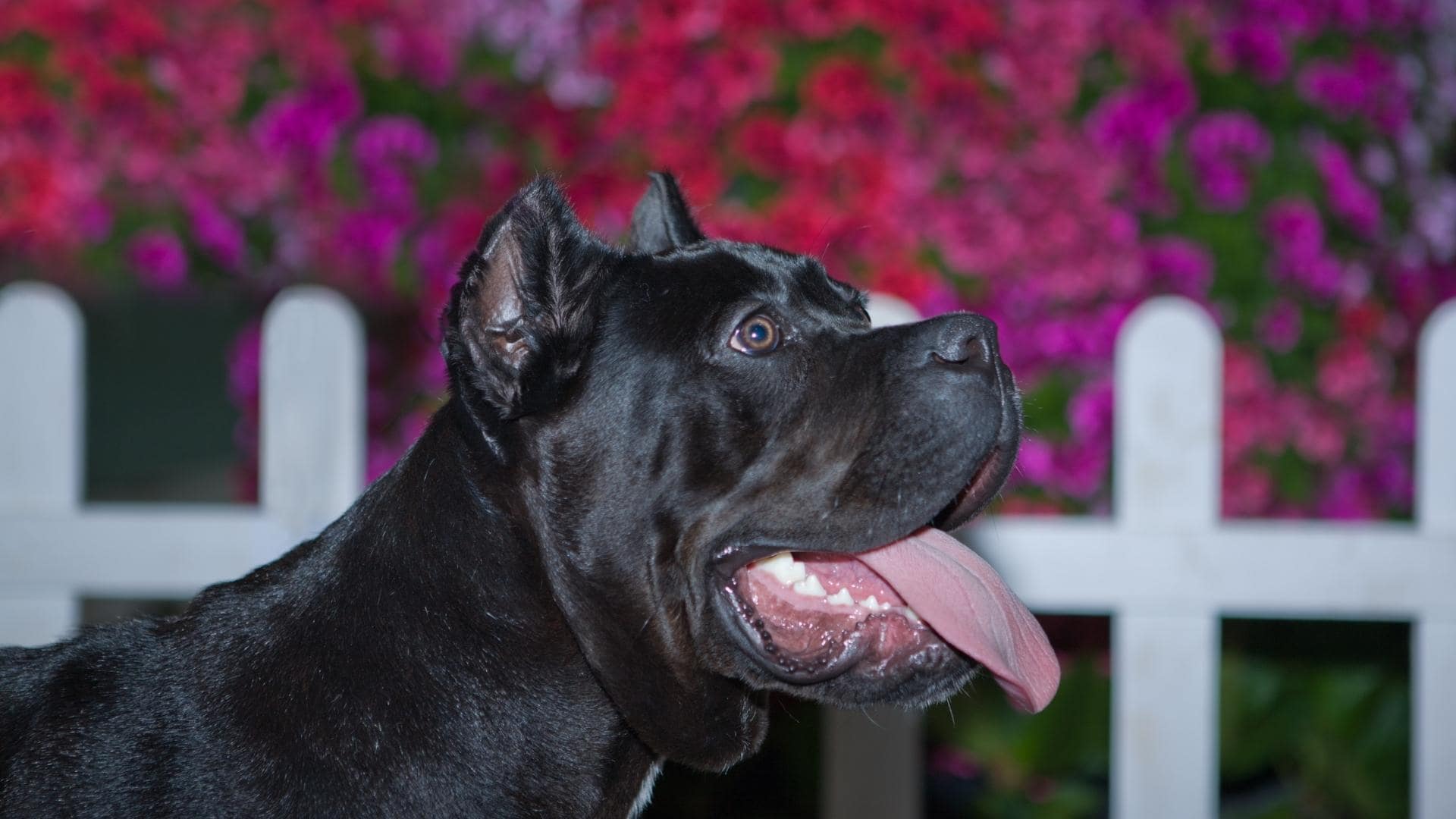 Cane Corso Colors Common & Rare Coat Types Explained