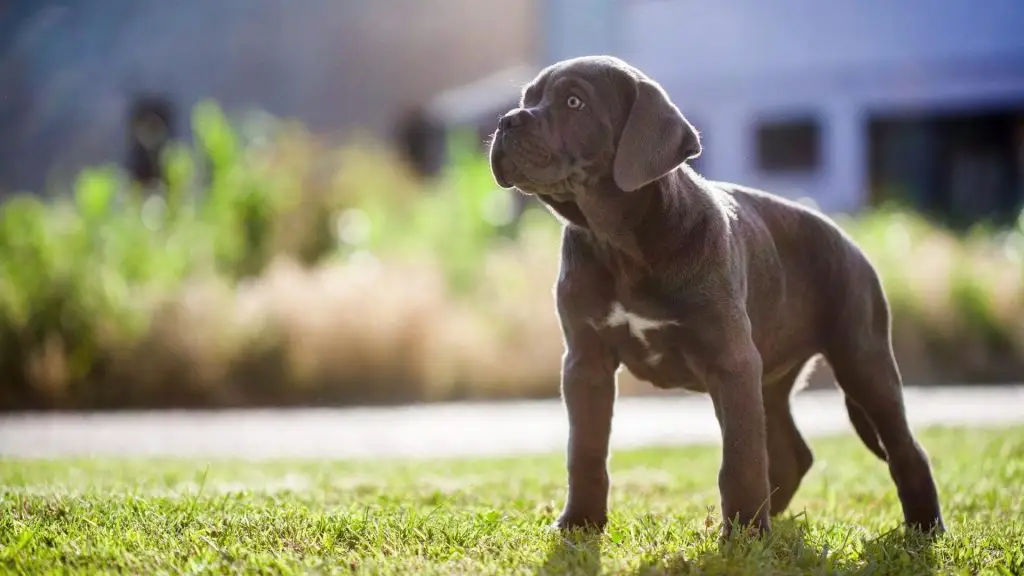 corso puppy