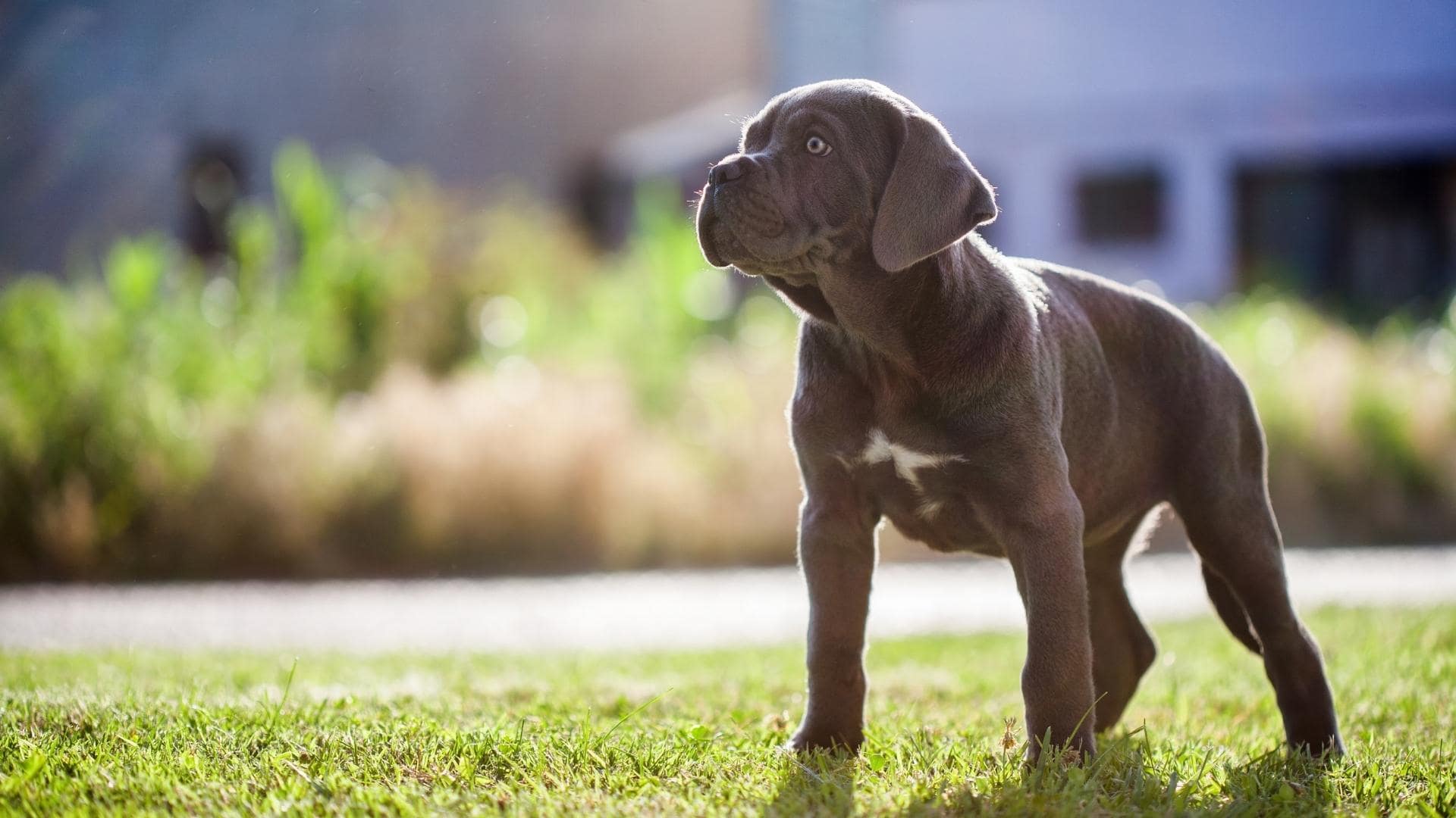 Cane Corso Colors: Common & Rare Coat Types Explained