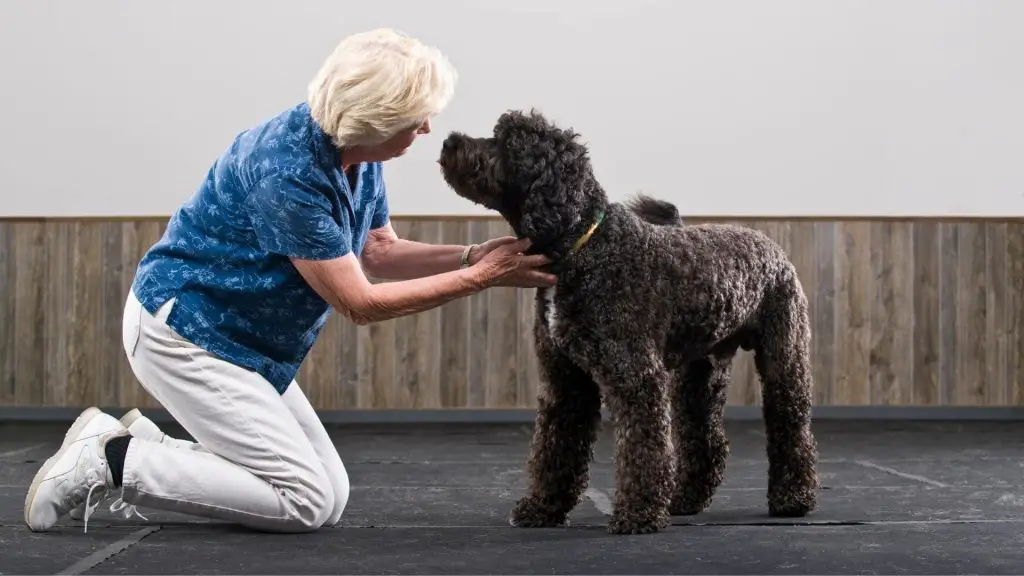 Portuguese Water Dog