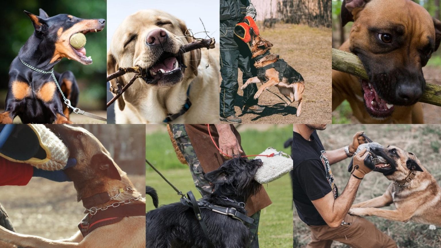 Top 17 Dog Breeds With The Strongest Bite Force PSI