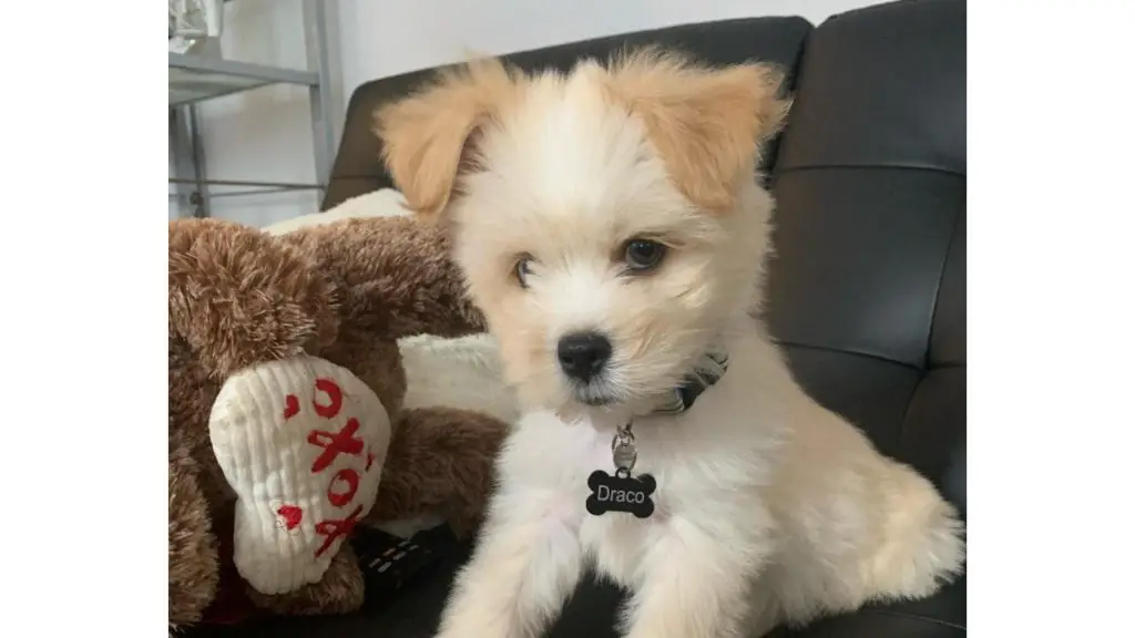 shih tzu husky puppy