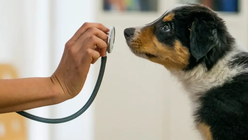 puppy with irritated testicles