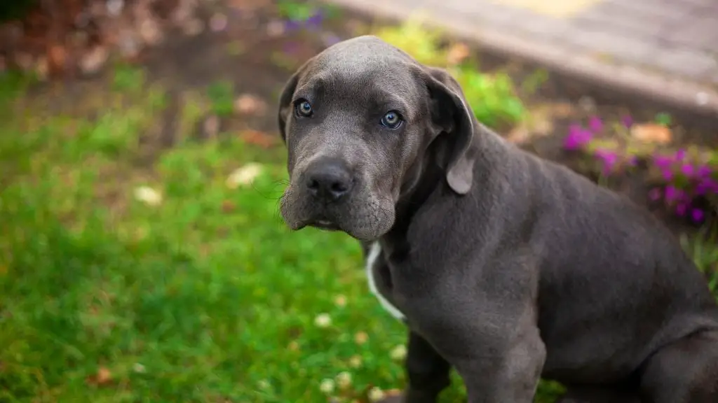 cane corso rottweiler mix puppy