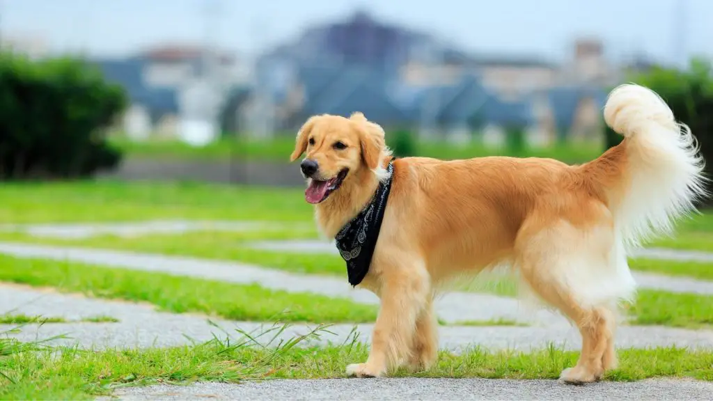 freshly groomed golden retriever