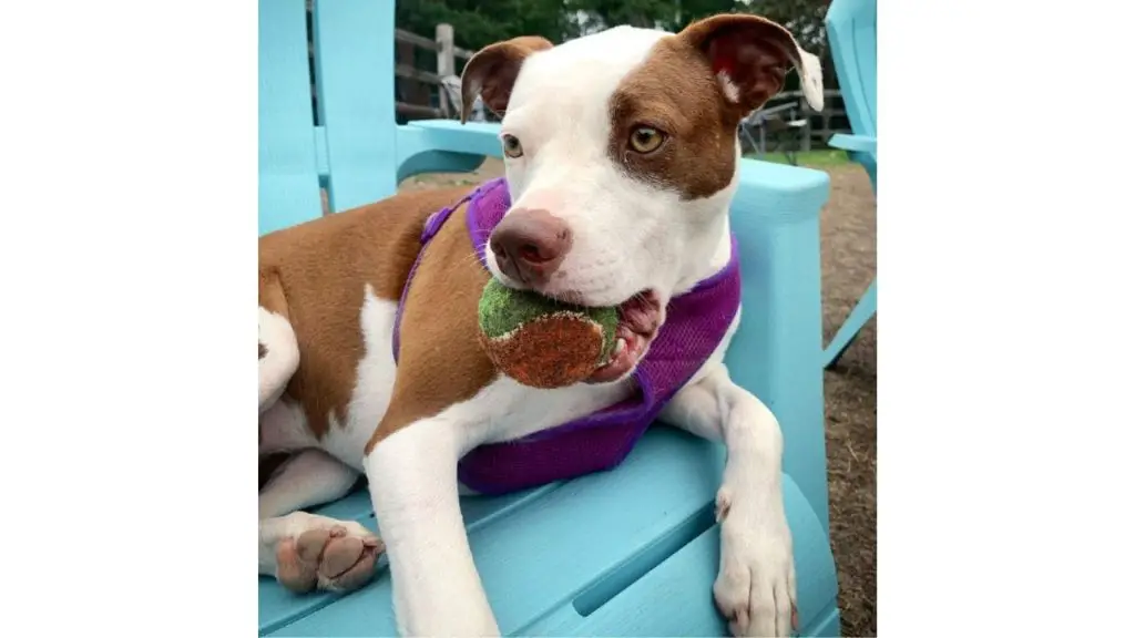 boston pitbull playing