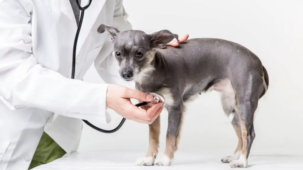 dog getting a check up