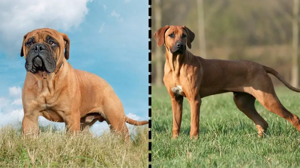 Rhodesian Ridgeback x mastiff