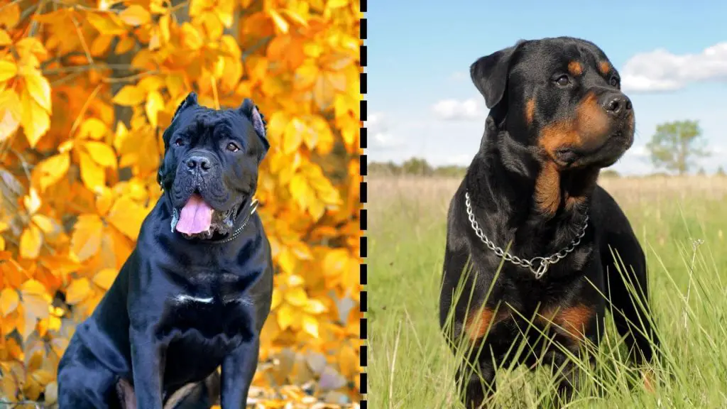 cane corso x rottweiler