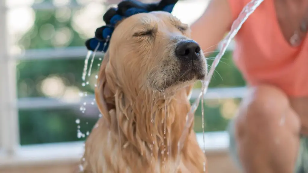 golden retriever bath