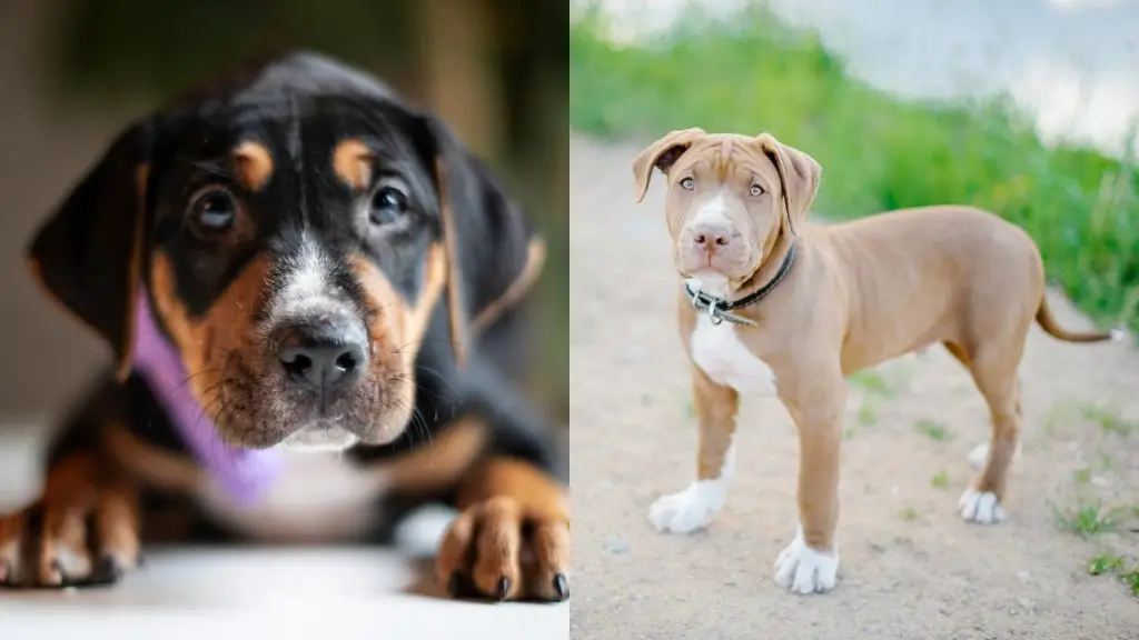 puppy pit x hound dog