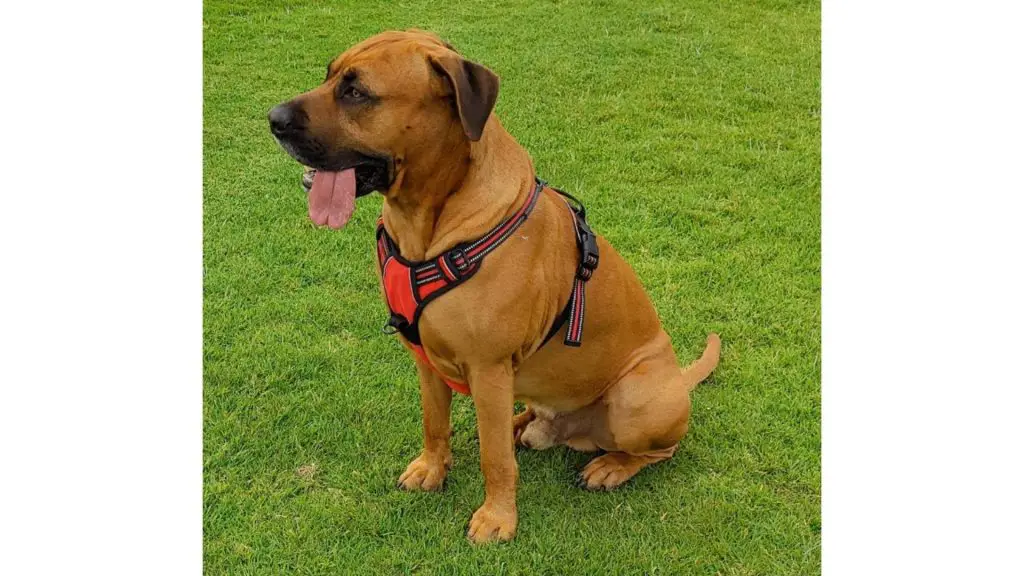 Ridgeback Mastiff Mixed breed