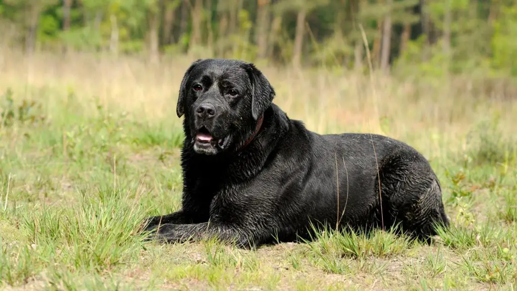 old black lab