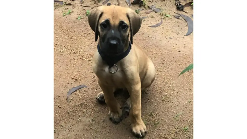 great dane rottweiler mix pup