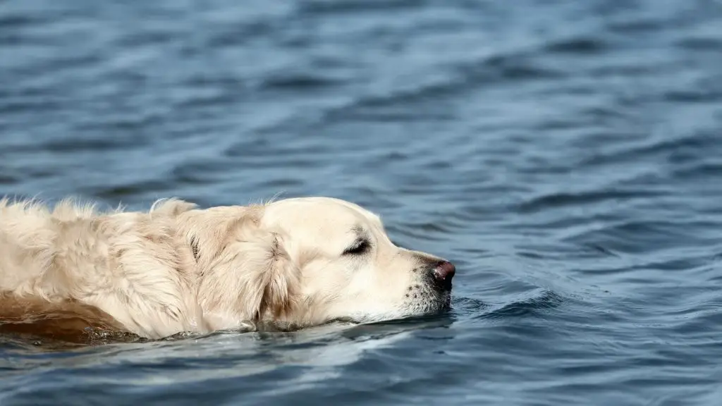 swimming golden