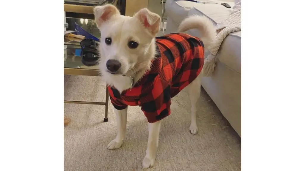 labrador pomeranian mix puppy