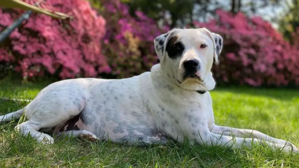 bluetick coonhound pitbull mix