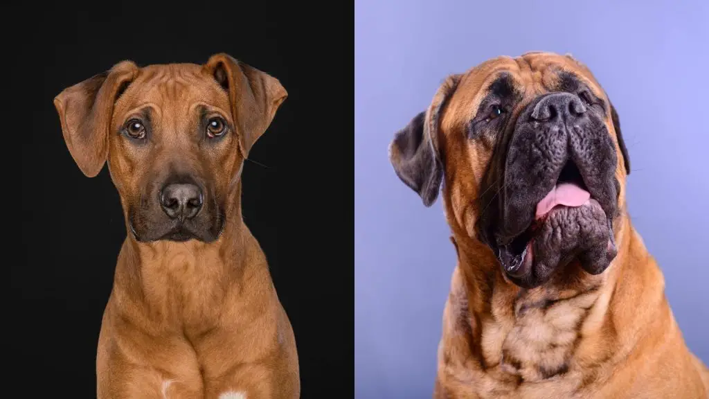 Rhodesian Ridgeback x mastiff mixed