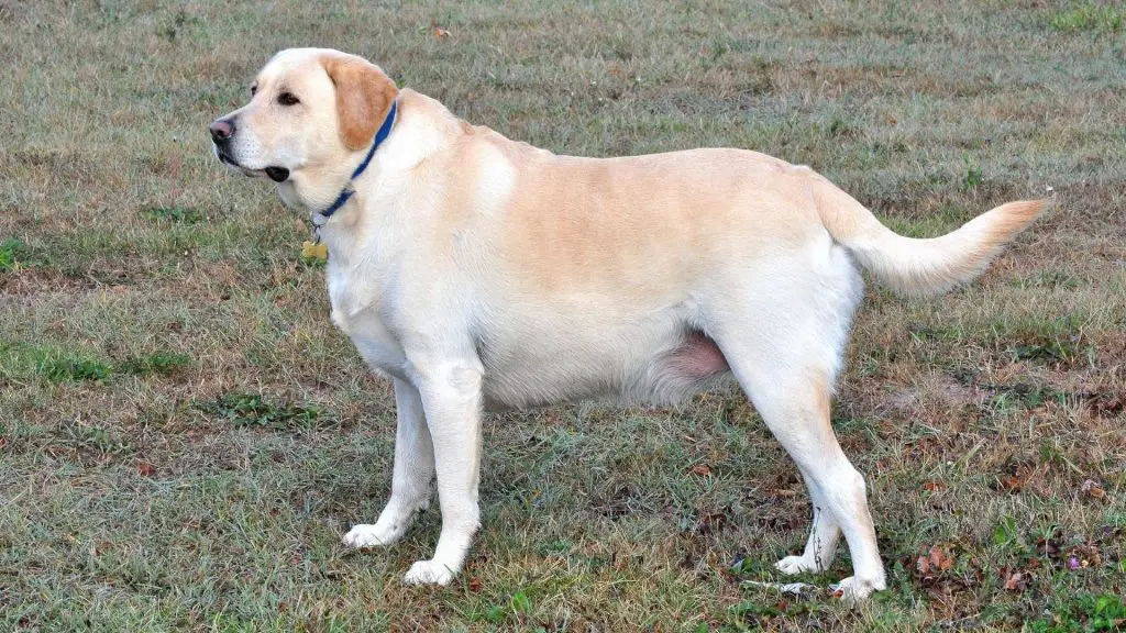 overweight labrador