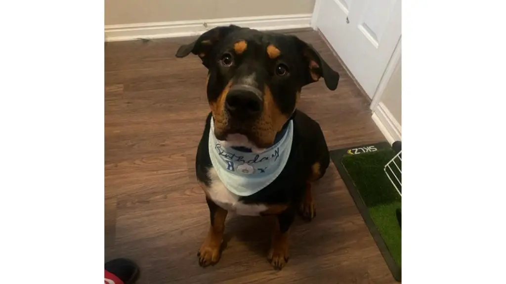 rotty dane mix