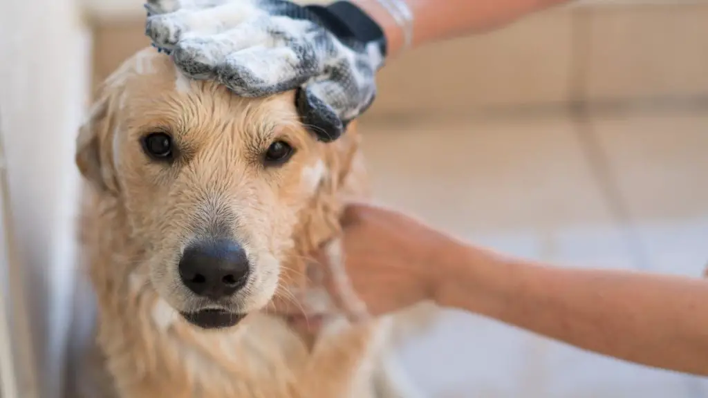 golden retriever grooming