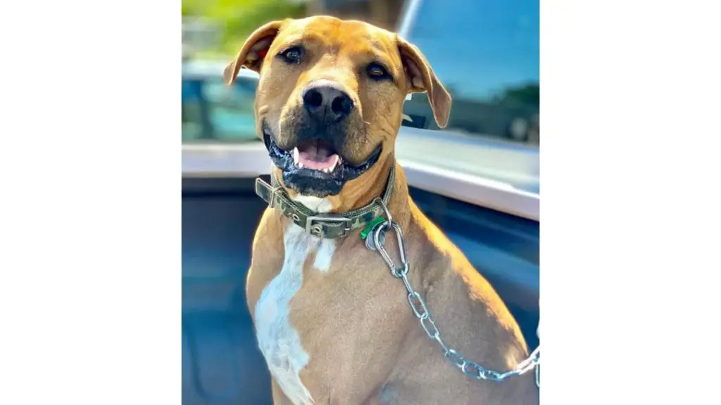 Ridgeback Mastiff Mixed dog