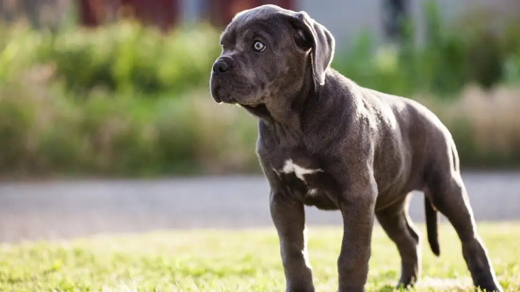 cane corso rottweiler puppy