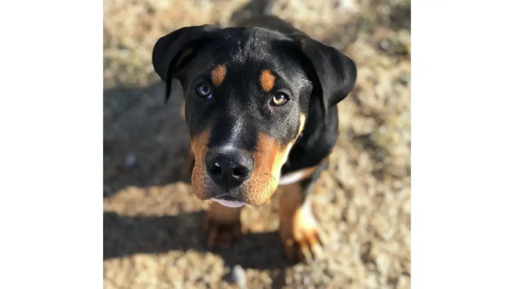 great dane rottweiler mix puppy