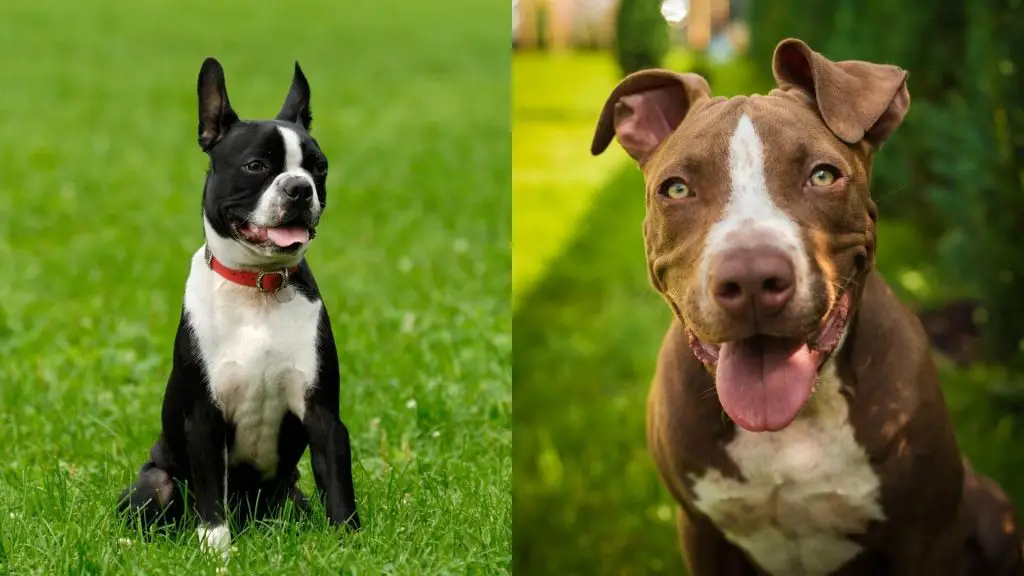 boston terrier x pitbull