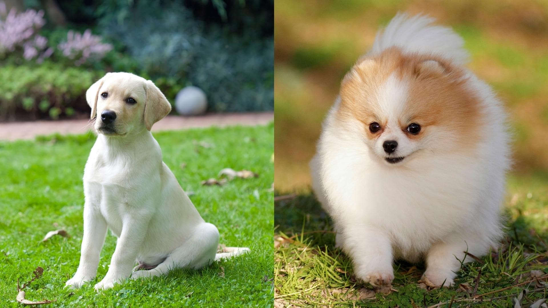 Labrador Pomeranian Mix (AKA The Pomador) Breed Profile