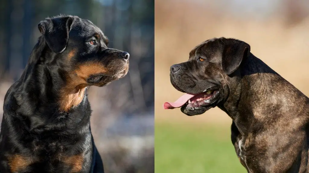 cane corso rottweiler mix