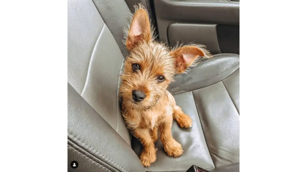 beige jorkie puppy