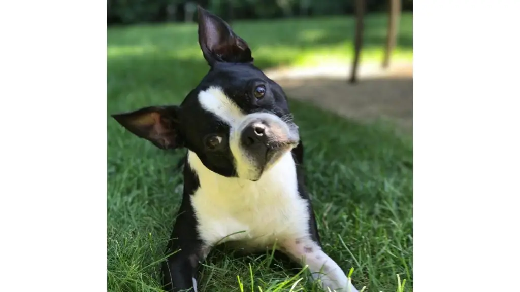 boston pitbull