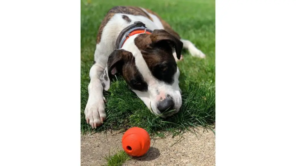 coonhound pitbull mix puppy