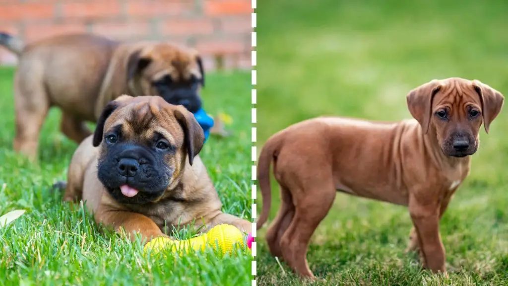 Rhodesian Ridgeback x mastiff puppy