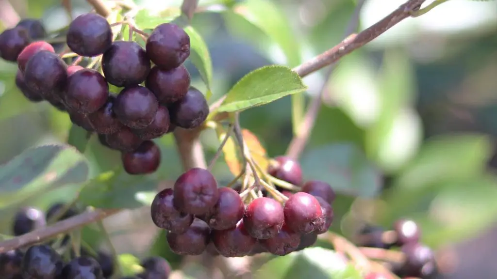 Acai Berries